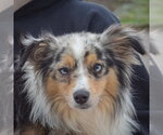Small Aussiepom
