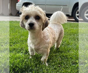 Shih Tzu-Unknown Mix Dogs for adoption in Germantown, OH, USA