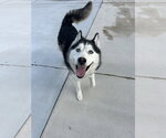 Small Siberian Husky