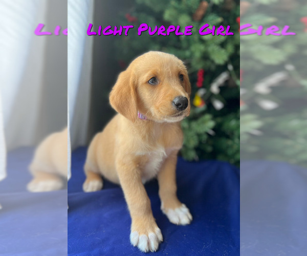 Medium Photo #1 Golden Retriever Puppy For Sale in SAN FERNANDO, CA, USA