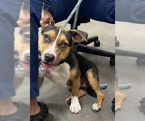 Beagle-Unknown Mix Dogs for adoption in Forestville, MD, USA
