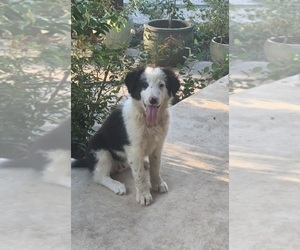 Border Collie Puppy for Sale in BLANCO, Texas USA