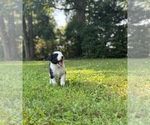 Small #1 Border Collie-Papillon Mix