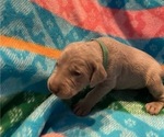 Small Photo #2 Weimaraner Puppy For Sale in POINT ROBERTS, WA, USA