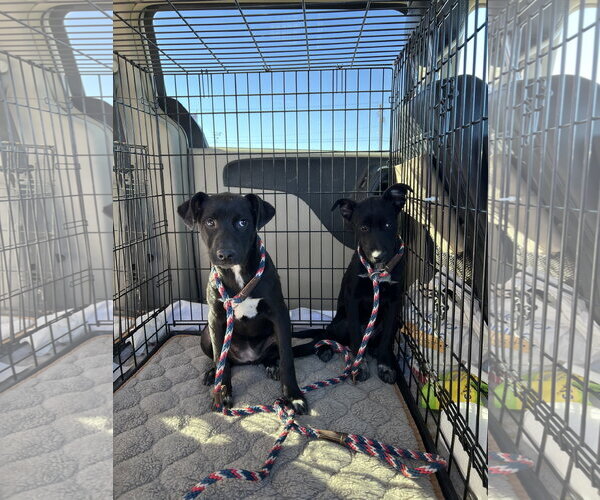 Medium Photo #4 Labrador Retriever-Unknown Mix Puppy For Sale in San Diego, CA, USA