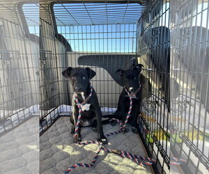 Love - Female Labrador Retriever-Unknown Mix Dog for Adoption - Photo #4
