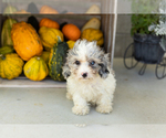Small #3 Poodle (Miniature)