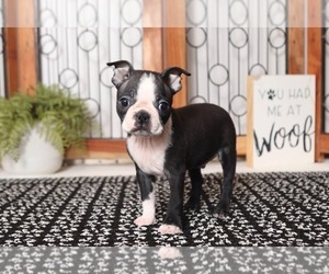 Boston Terrier Puppy for sale in NAPLES, FL, USA