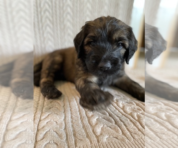 Medium Photo #2 Saint Berdoodle Puppy For Sale in ELK RIVER, MN, USA