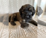 Small #1 Saint Berdoodle