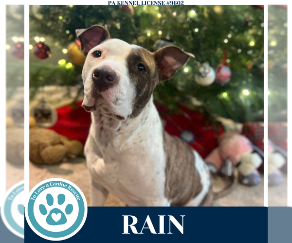 Medium Photo #2 Mutt Puppy For Sale in Kimberton, PA, USA