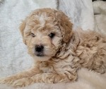 Image preview for Ad Listing. Nickname: Pluto