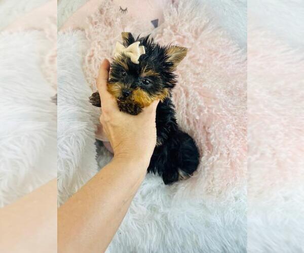 Medium Photo #2 Yorkshire Terrier Puppy For Sale in PEMBROKE PINES, FL, USA