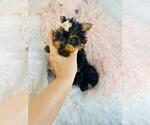 Small #1 Yorkshire Terrier