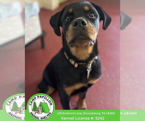 Rottweiler Dogs for adoption in Stroudsburg, PA, USA