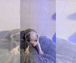 Small Photo #11 Boston Terrier Puppy For Sale in ROCHESTER, NH, USA