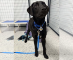 Small #3 Mutt