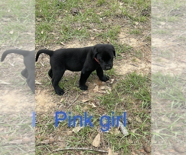 Medium Photo #2 Labrador Retriever Puppy For Sale in WALLER, TX, USA