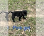 Small Photo #2 Labrador Retriever Puppy For Sale in WALLER, TX, USA