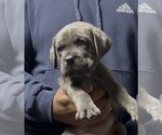 Small Photo #2 Cane Corso Puppy For Sale in MOUNT MORRIS, MI, USA