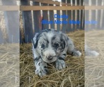 Small #2 Australian Shepherd