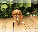 Small #23 Cocker Spaniel