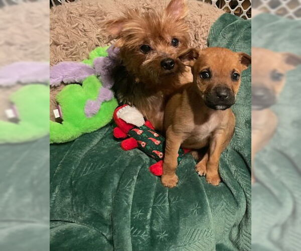 Medium Photo #2 Mutt Puppy For Sale in Plainfield, IL, USA