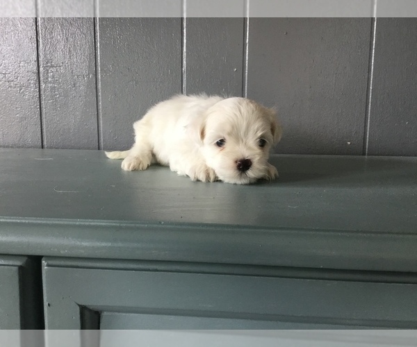 Medium Photo #1 Maltese Puppy For Sale in FRANKTON, IN, USA