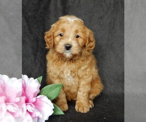 Goldendoodle (Miniature) Puppy for sale in FREDERICKSBURG, OH, USA