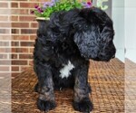 Small #3 Aussiedoodle
