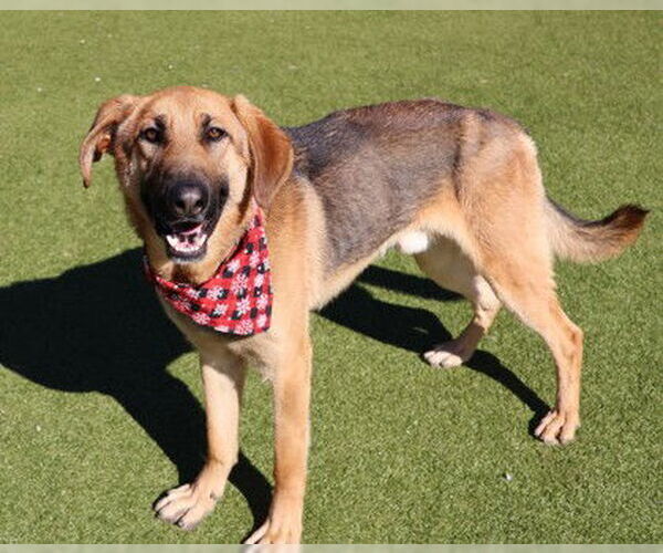 Medium Photo #1 German Shepherd Dog-Unknown Mix Puppy For Sale in Rockaway, NJ, USA