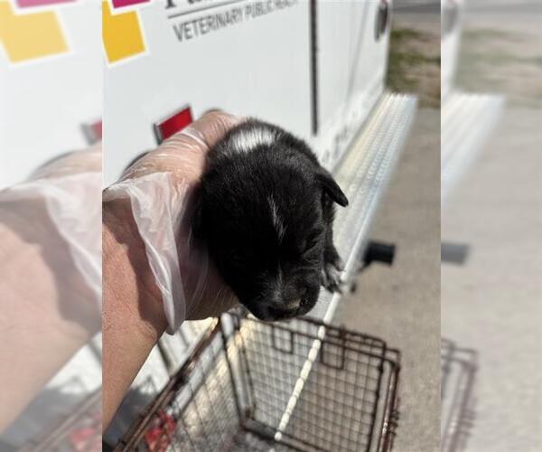 Medium Photo #1 Mutt Puppy For Sale in Houston, TX, USA