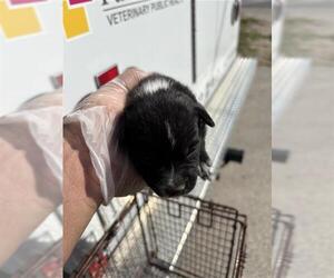 Mutt Dogs for adoption in Houston, TX, USA