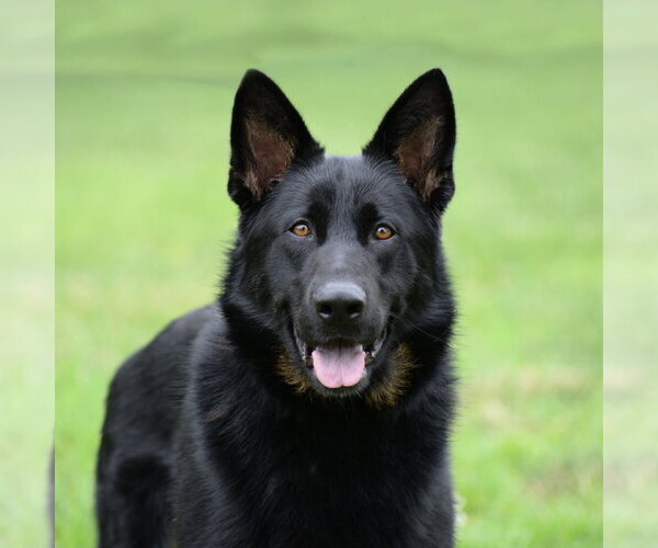 Medium Photo #6 German Shepherd Dog Puppy For Sale in Gretna, NE, USA