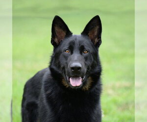 Jax (aka Jackson)*PENDING - Male German Shepherd Dog Dog for Adoption - Photo #6