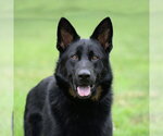 Small #5 German Shepherd Dog