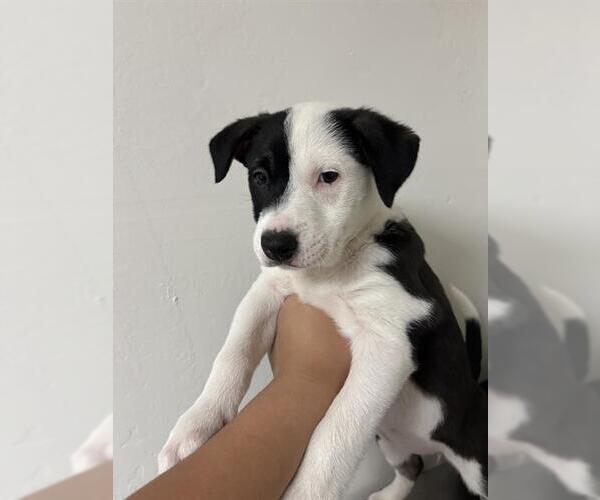 Medium Photo #1 Mutt Puppy For Sale in Bakersfield, CA, USA