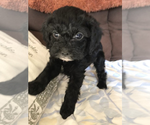 Cavalier King Charles Spaniel-Poodle (Toy) Mix Puppy for sale in HOLDEN, MO, USA