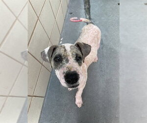 American Pit Bull Terrier-Unknown Mix Dogs for adoption in Corpus Christi, TX, USA