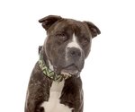 Small #99 American Staffordshire Terrier Mix