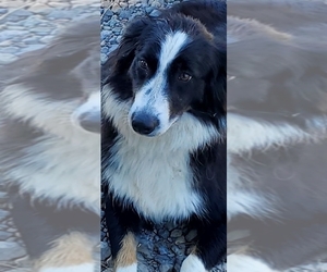 Father of the Australian Shepherd puppies born on 02/04/2026