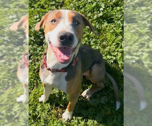 Medium Photo #1 Treeing Walker Coonhound-Unknown Mix Puppy For Sale in Sacramento, CA, USA