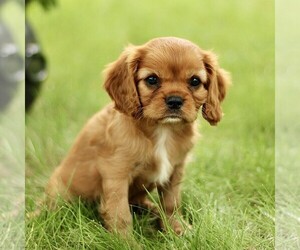 Cavalier King Charles Spaniel Puppy for sale in GORDONVILLE, PA, USA