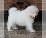 Small #4 Samoyed
