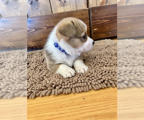Medium Photo #2 Pembroke Welsh Corgi Puppy For Sale in ROCK VALLEY, IA, USA