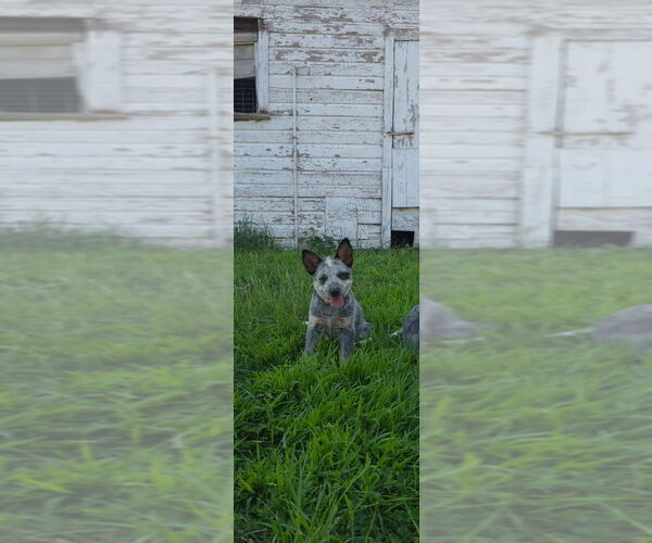 Medium Photo #2 Australian Cattle Dog Puppy For Sale in HAWARDEN, IA, USA
