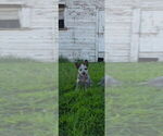Small #1 Australian Cattle Dog