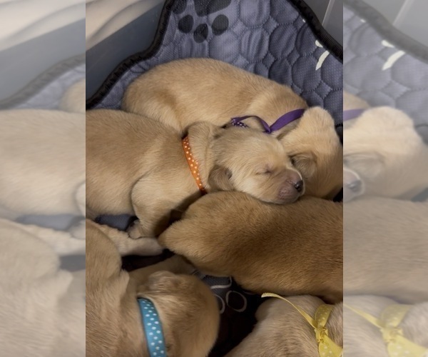 Medium Photo #1 Golden Retriever Puppy For Sale in FREMONT, OH, USA
