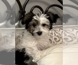 Maltipoo Puppy for Sale in CEDAR SPRINGS, Michigan USA