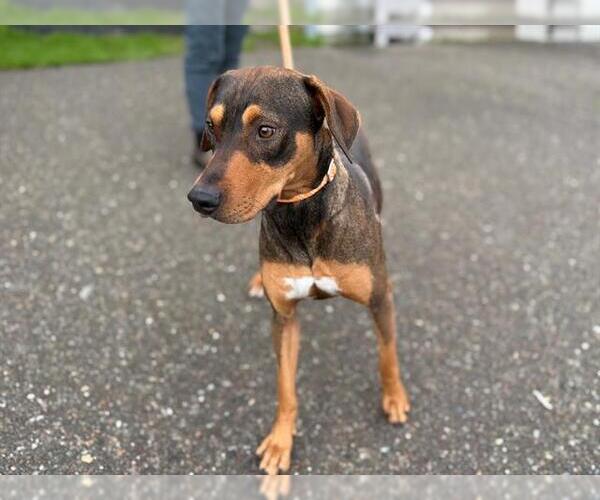 Medium Photo #1 Doberman Pinscher-Unknown Mix Puppy For Sale in Santa Rosa, CA, USA